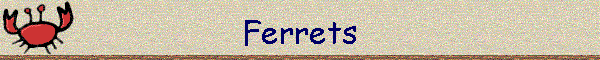 Ferrets