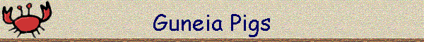 Guneia Pigs