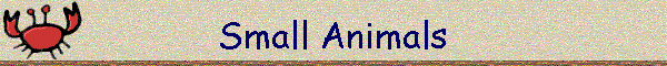 Small Animals